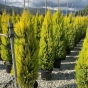 Large Cupressus Macrocarpa Goldcrest 18 Litre by Charellagardens.