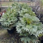 Variegated Fatsia Plants. Fatsia Japonica 15 litre.