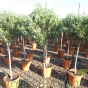 Mature standard Olive Tree Olea Europa 130cm, excluding pot. 