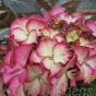 Large Hydrangea Plants. Hydrangea Tiffany Pink - July 2016