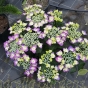Hydrangea Kardinal Violet - Large plants in 7.5 litre pots