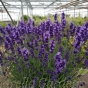 Large English Lavender plants.  Lavender Angustifolia Hidcote.