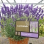 Large English Lavender plants,  Lavender Angustifolia Hidcote.