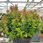 Leucothoe Curly Red Large - 15 Litre