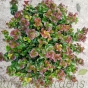 Leucothoe Curly Red Large - 15 Litre 
