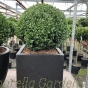 Potted Buxus Ball Contemporary Square Onyx 42cm Planter.