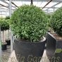 Potted Buxus Ball Contemporary Bowl Onyx 42cm Planter.