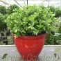 Large Ready Potted Flowering Hebe Plants 