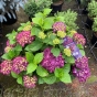 Hydrangea Forever and Ever Purple. Large 10 Litre 12/15 Buds - Lovely Big Plants