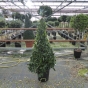 Bay Tree Pyramid Large 170cm. Belgian Grown Very Best Quality 