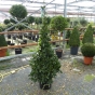 Bay Tree Pyramid Large 170cm. Belgian Grown Very Best Quality 