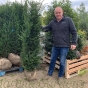 Taxus Rootball Hedging 125/150cm