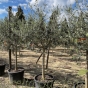 Large Tuscan Olive Trees 90 Litre pot.