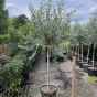 Tuscan Cut Olive Trees Girth 10/12 180/200cm 30 Litre Pot. 