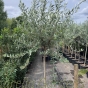 Tuscan Crown Olive Tree Girth 10/12 180/200cm. 30 Litre Pot