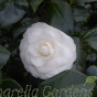 Large White Camellia Plants - Camellia Centrifolia Alba - 10 Litre
