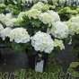 Large white flowering  Hydrangea plants - Hydrangea Schneeball 7.5 litre
