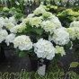 Large white flowering  Hydrangea plants - Hydrangea Schneeball 7.5 litre