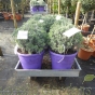 English Lavender Plants. Lavender Angustifolia Munstead. Large 10 Litre
