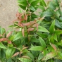 Leucothoe Royal Ruby 5 Litre by Charellagardens