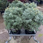 Pieris Japonica 'Little Heath' 10 Litre - Large Plants