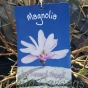 Magnolia Leonard Messel 80/100cm. 7.5 Litre