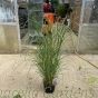 Miscanthus Red Chief