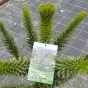 Monkey Puzzle Tree 10 Litre 70-80cm Tall excluding pot - May 2016