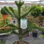Monkey Puzzle Tree 7.5 Litre - by Charellagardens
