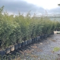Large Black Bamboo Plants Phyllostachys Nigra 175/200cm. 18 Litre