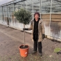 Mature Olive Tree Large 1.8 Metres Thick Stem - Large Head - Lovely Big Plants