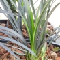 Black Grass Ophiopogon Niger 2 Litre 