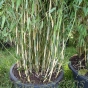 Bamboo Fargesia Standing Stone Extra Bushy Non Invasive Bamboo Plants.