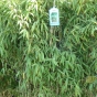Bamboo Fargesia Standing Stone Extra Large Non Invasive Bamboo Plants.