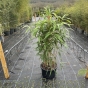 Bamboo Pseudosasa Japonica 120/140cm. 12/20 Litre