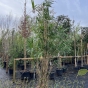 Large 35 Litre Bamboo Pseudosasa Japonica Plants. Big Plants. 175cm