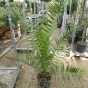 Canary Palm tree. Phoenix Canariensis upto 140cm tall.