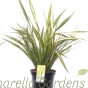 Phormium Tenax Apricot Queen 10 Litre Plants by Charellagardens.