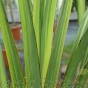 New Zealand Flax plants Phormium Tenax Yellow Wave 7.5 Litre.