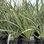 Established Phormium Plants by Charellagardens Phormium Tri Colour 7.5 Litre.