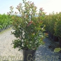 Photinia Robusta Compacta 25 Litre Plants by Charellagardens
