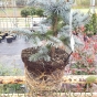 Colorado Blue Spruce Picea Pungens Hoopsii Root System