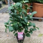 Pink Flowering Camellia Japonica "Bonomania' 60/80cm. 3 Litre
