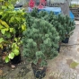 Pinus Sylvestris Watereri - Dwarf Scots Pine.