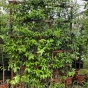 Pleached Trachelospermum Jasmine Plants XXL Frame 180 x 120cm. 70 Litre 