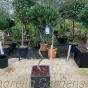 Ready potted Spiral Stem Bay Trees By Charellagardens - 38cm Chelsea Terrace Planter
