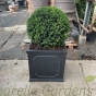 Potted Taxus Topiary Ball Large Plants 45/50cm Fibreclay Chelsea Planter 45cm.
