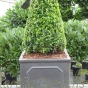 Pre Planted Buxus Topiary Cone 70cm plant, in a 27cm Chelsea Planter - Total delivered height 90 to 95cm