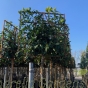 Pleached Prunus Novita Full Standard 180cm Stem. Frame 120 x 120cm. 50 Litre 