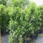 Prunus Lusitanica Angustifolia Hedging 150cm+/- 25 Litre
